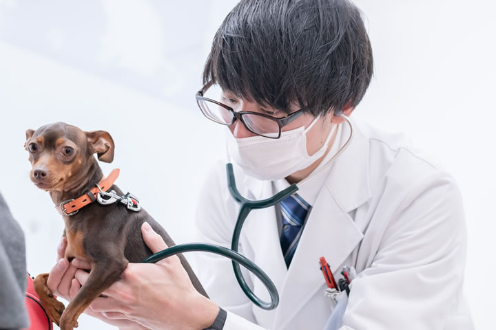 総合診療科 | ファミリー動物病院（本院） | 東京都多摩市